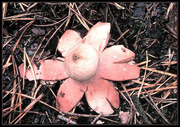 Geastrum rufescens - Rötlicher Erdstern