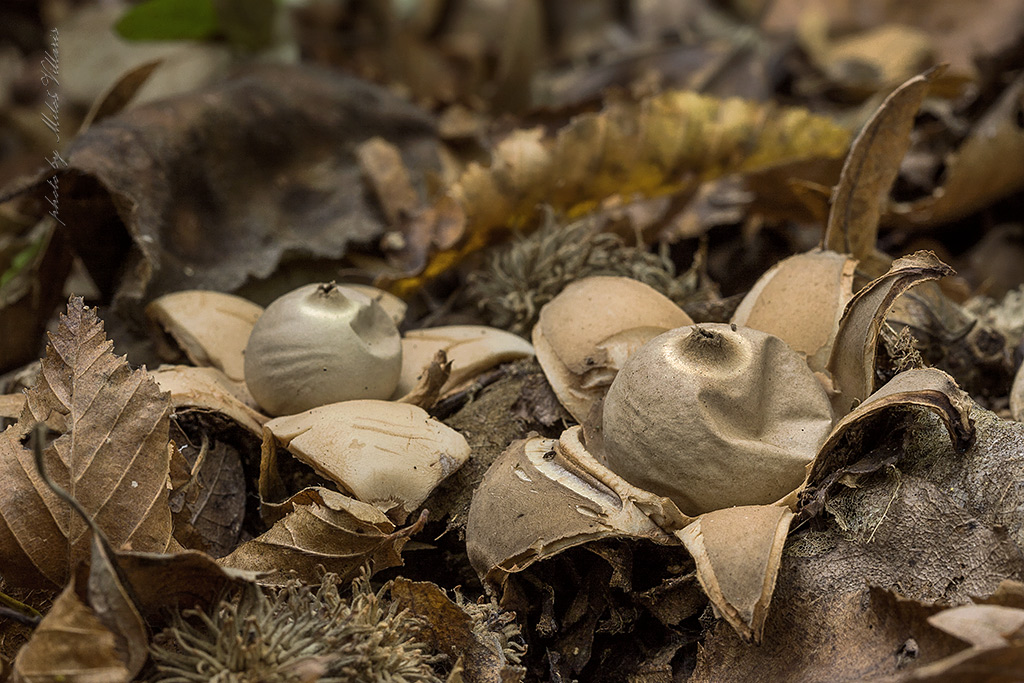 Geastrum triplex 