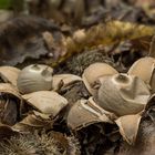 Geastrum triplex 