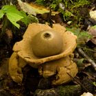 Geastrum triplex