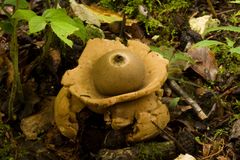 Geastrum triplex