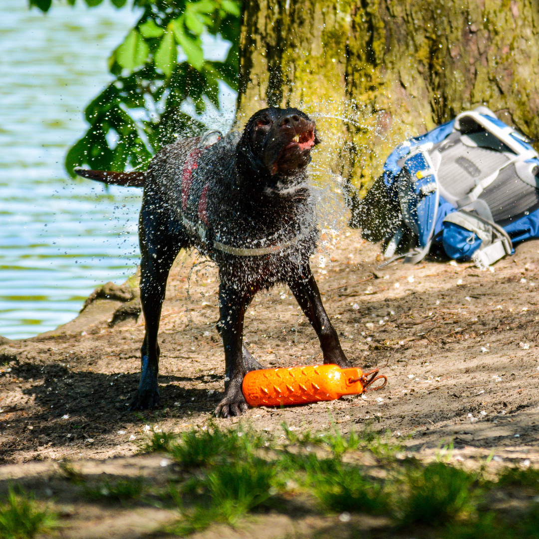 Gebadet Foto & Bild tiere, haustiere, hunde Bilder auf