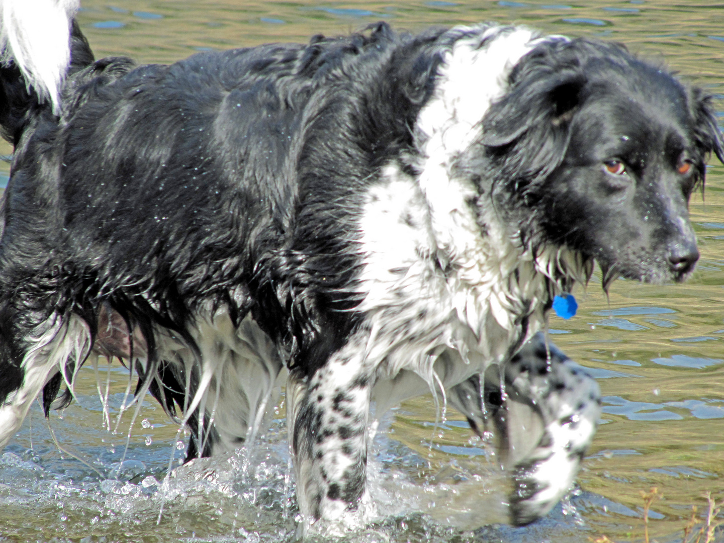 gebadet