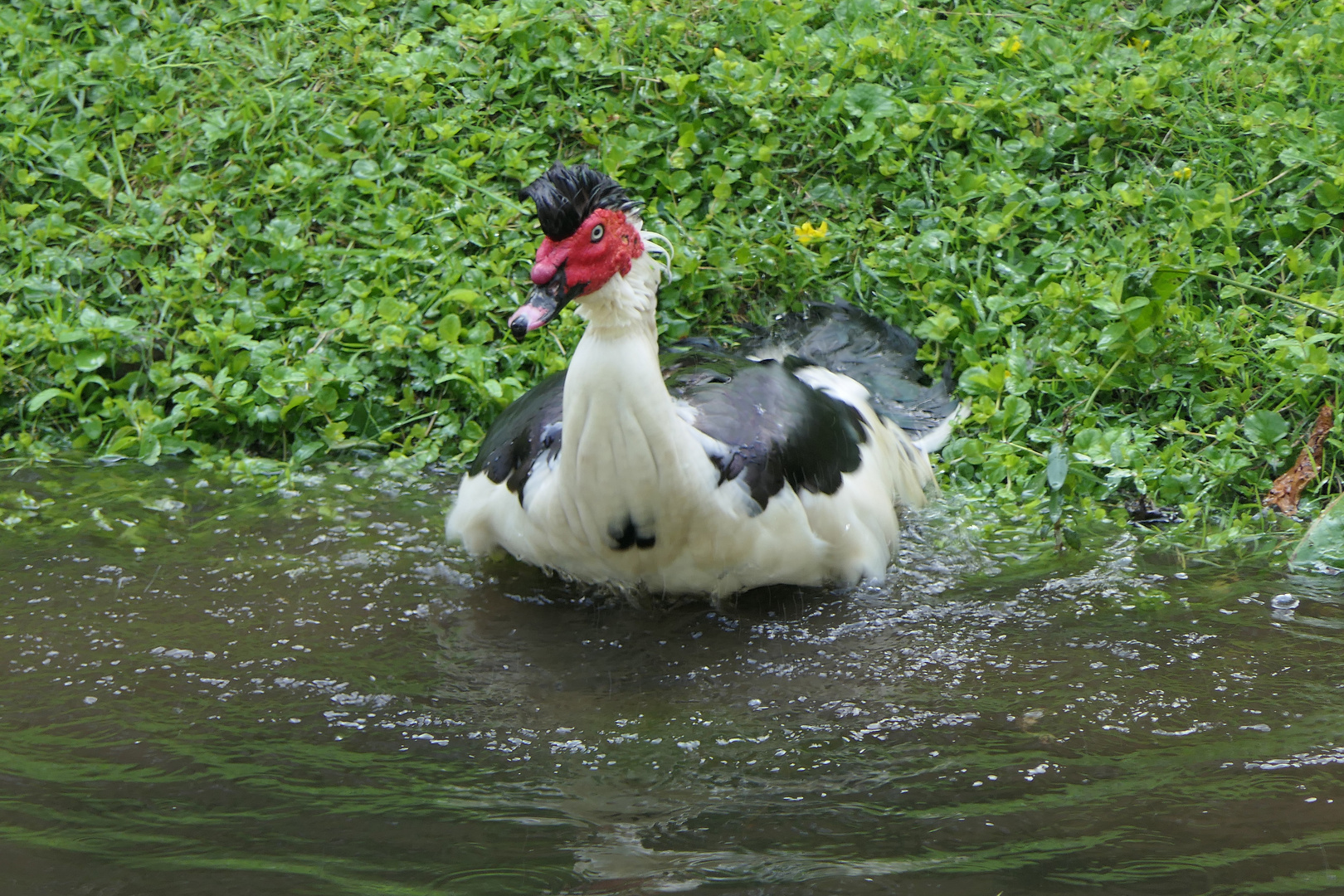 gebadet durch den Winter