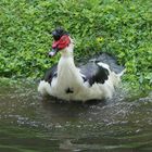 gebadet durch den Winter