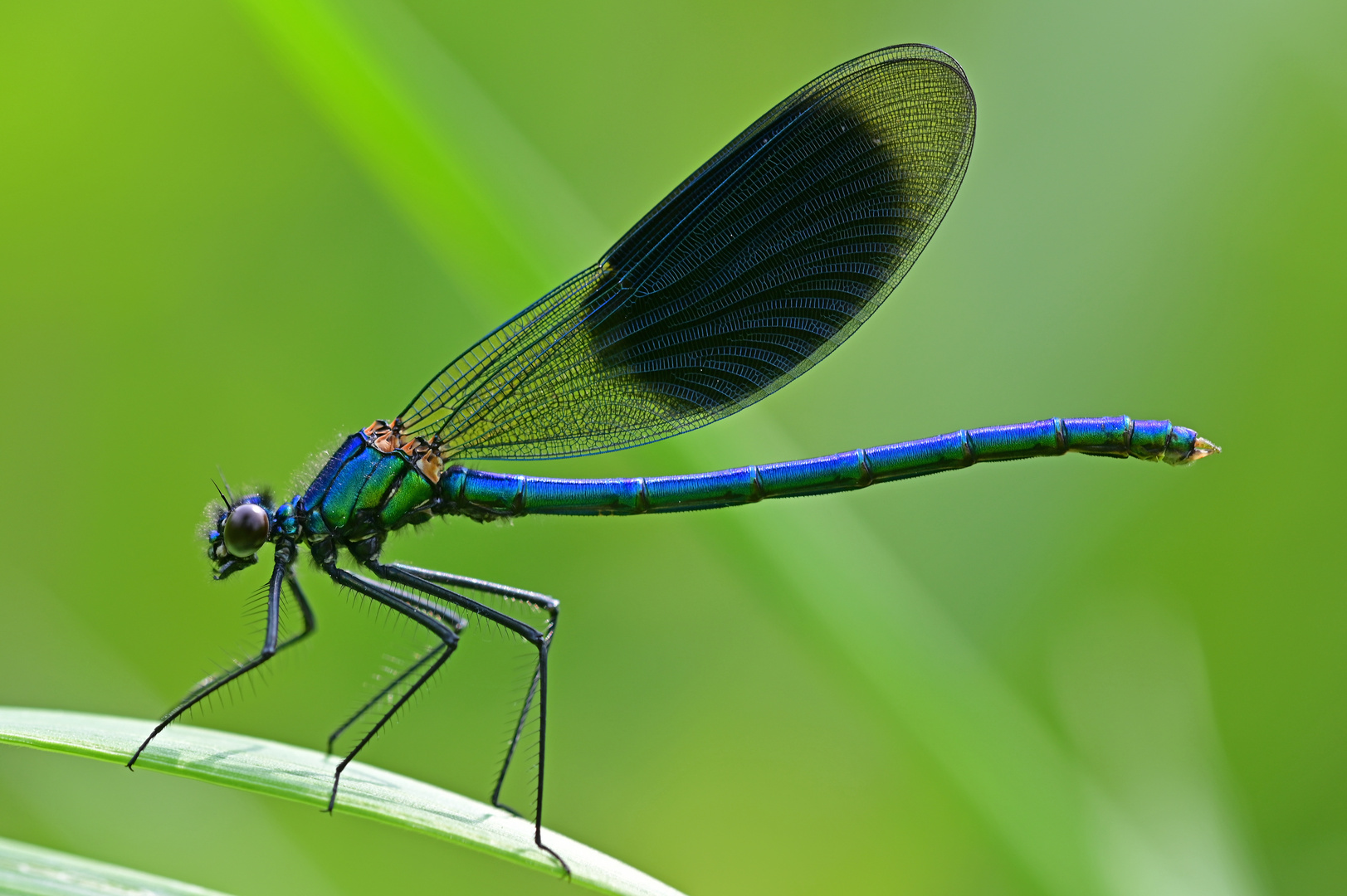 Gebändert und in voller Pracht - Calopteryx splendens