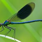 Gebändert und in voller Pracht - Calopteryx splendens