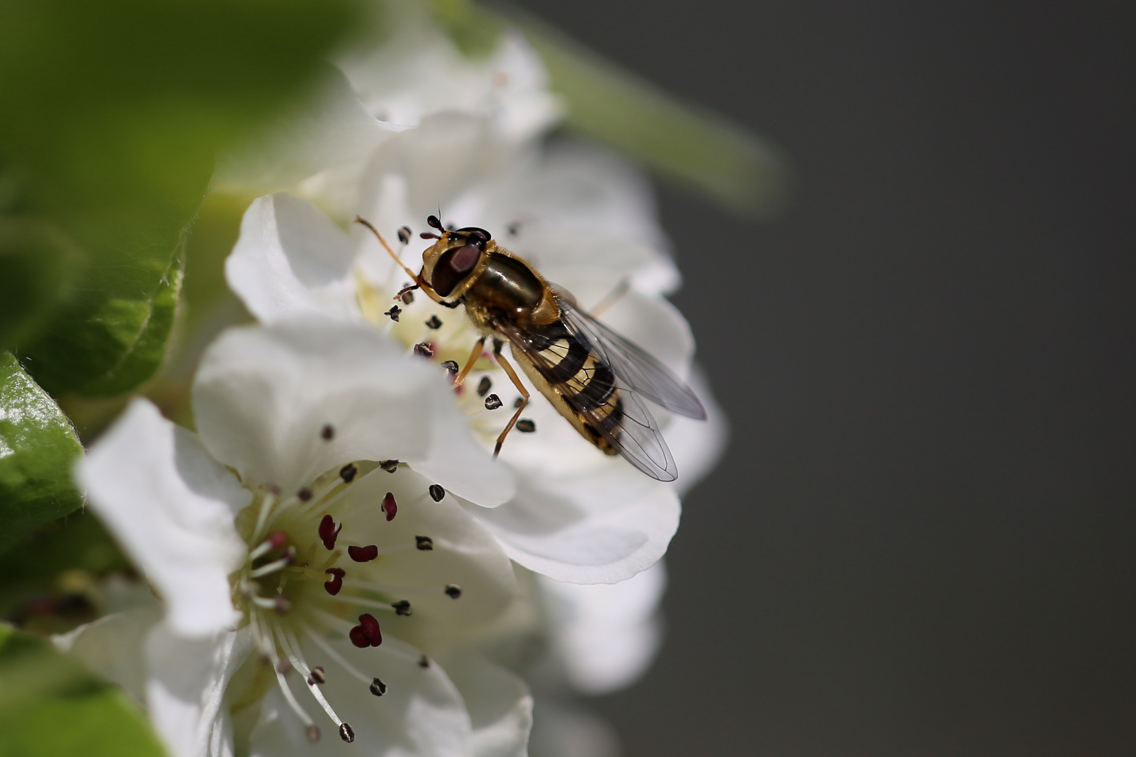 Gebänderte Buchenschwebfliege