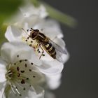 Gebänderte Buchenschwebfliege