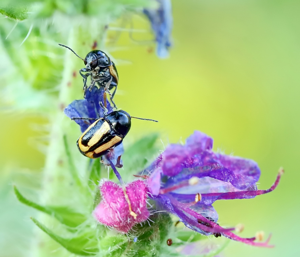 Gebänderte Fallkäfer.Cryptocephalus vittatus