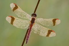 Gebänderte Heidelibelle