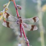 Gebänderte Heidelibelle