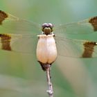 Gebänderte Heidelibelle - Banded Darter