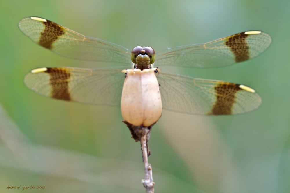 Gebänderte Heidelibelle - Banded Darter