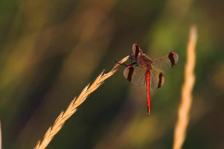 gebänderte Heidelibelle (rote Liste)