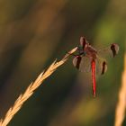 gebänderte Heidelibelle (rote Liste)