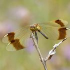 Gebänderte Heidelibelle (Sympetrum pedemontanum)