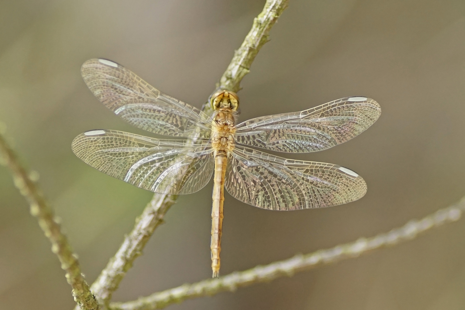 Gebänderte Heidelibelle (Sympetrum pedemontanum)