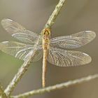 Gebänderte Heidelibelle (Sympetrum pedemontanum)