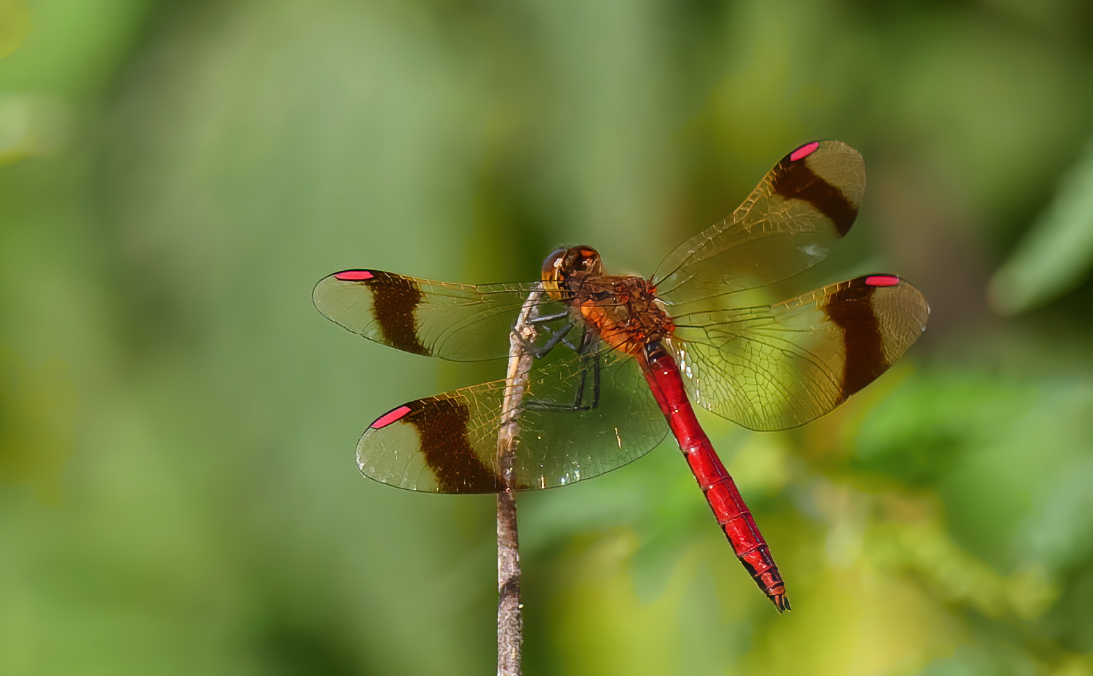     *  Gebänderte Heidelibelle (Sympetrum pedemontanum)*