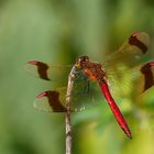     *  Gebänderte Heidelibelle (Sympetrum pedemontanum)*