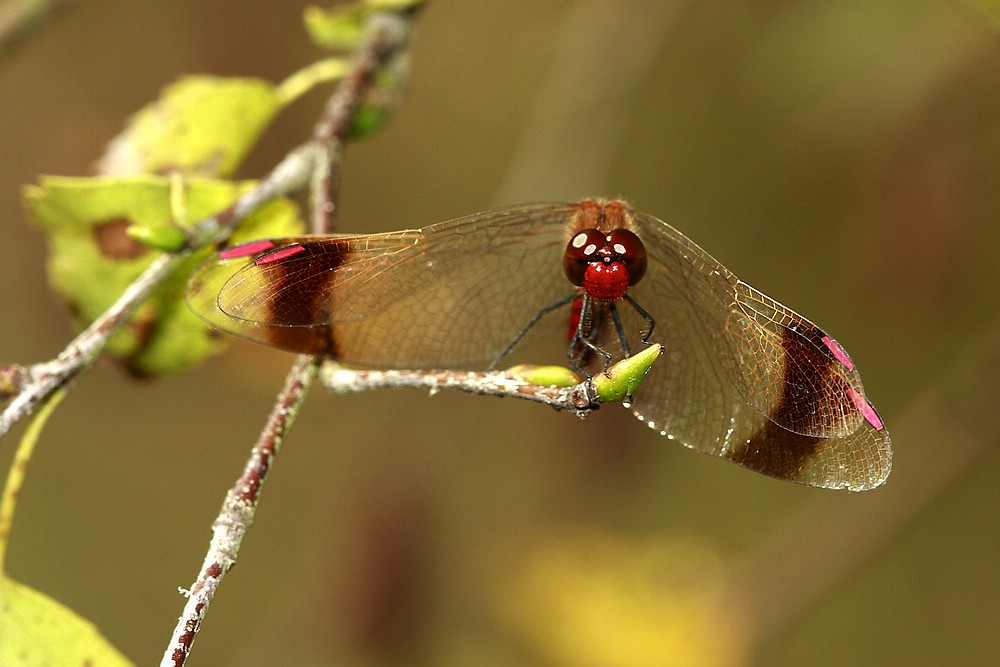 Gebänderte Heidelibelle (Sympetrum pedemontanum)