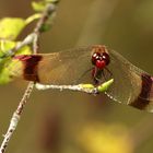 Gebänderte Heidelibelle (Sympetrum pedemontanum)