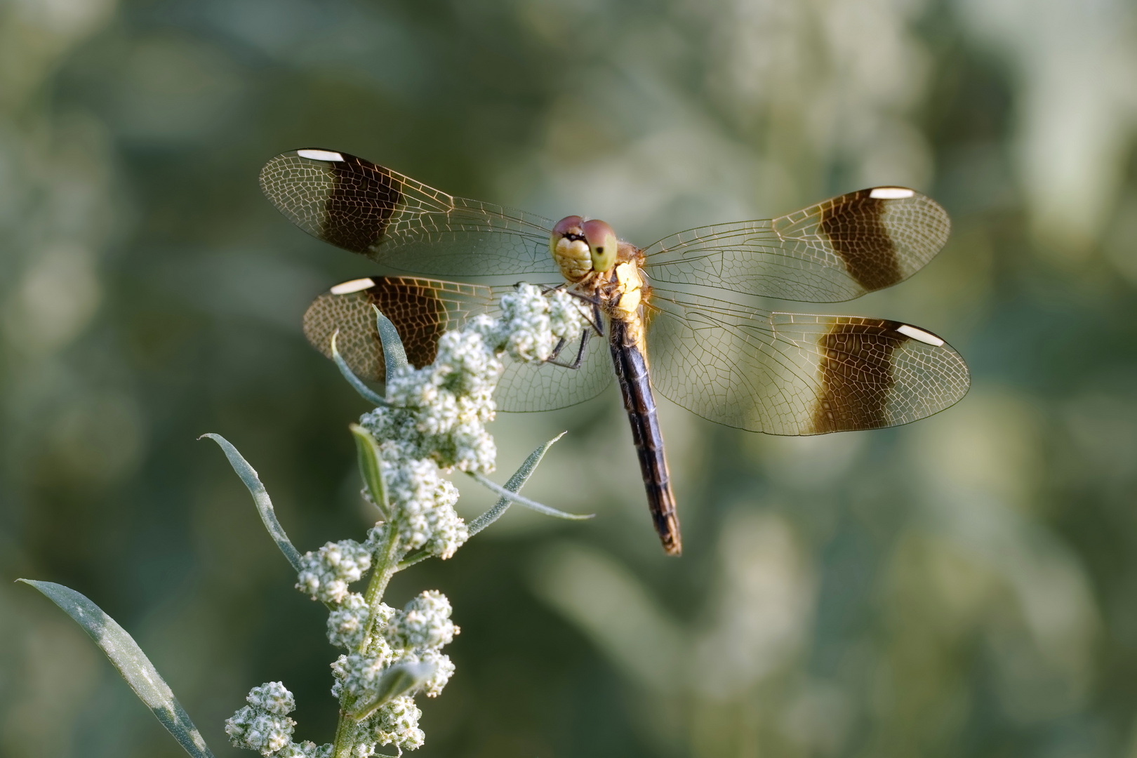 Gebänderte Heidelibelle Sympetrum pedemontanum) 