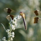 Gebänderte Heidelibelle Sympetrum pedemontanum) 