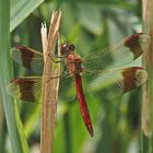 Gebänderte Heidelibelle (Sympetrum pedemontanum