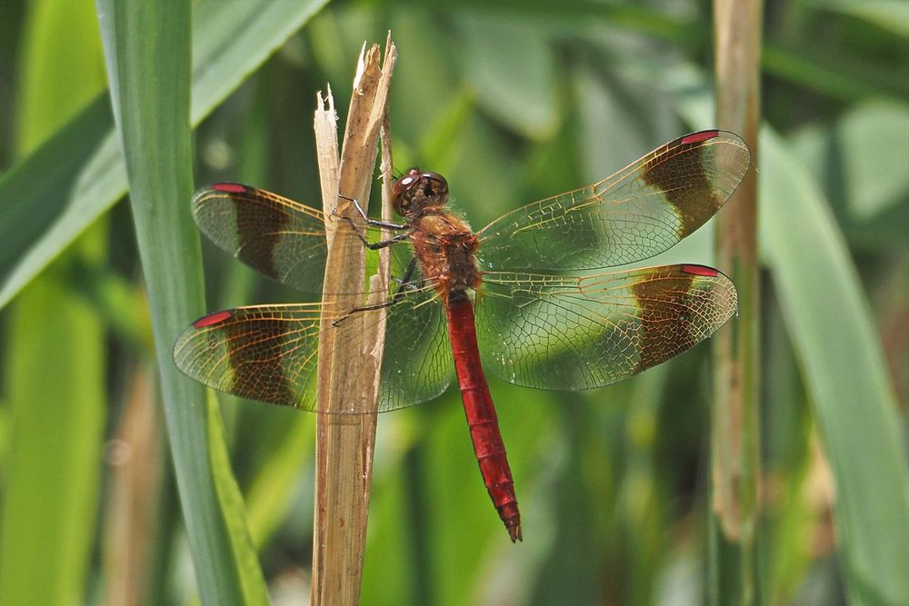 Gebänderte Heidelibelle (Sympetrum pedemontanum