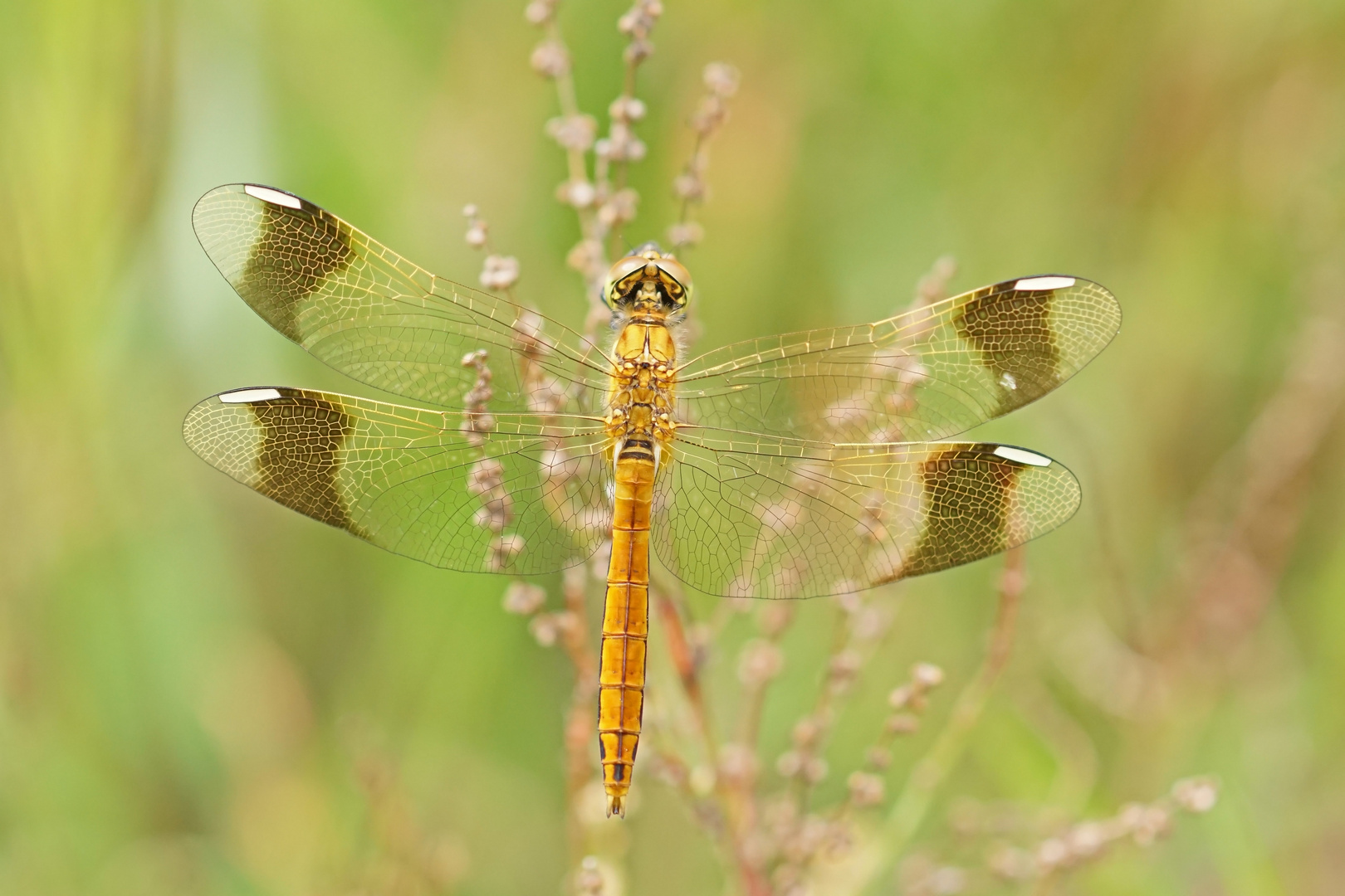 Gebänderte Heidelibelle (Sympetrum pedemontanum)