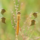 Gebänderte Heidelibelle (Sympetrum pedemontanum)