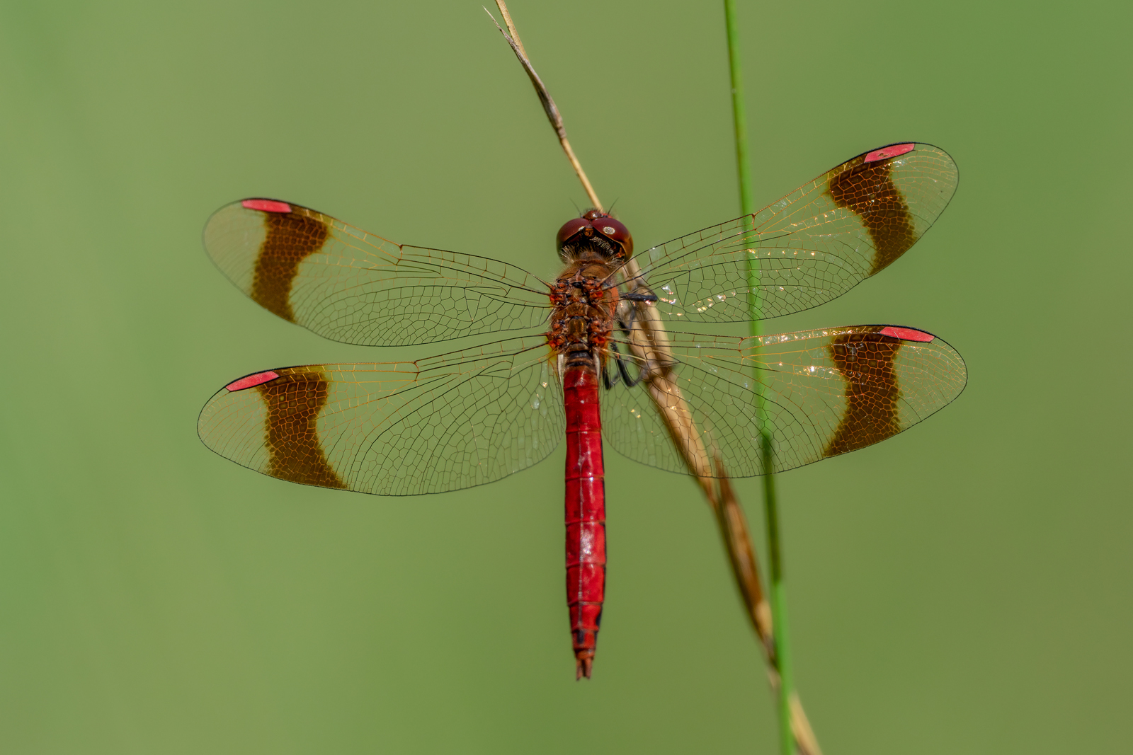 Gebänderte Heidelibelle (Sympetrum pedemontanum)