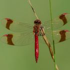 Gebänderte Heidelibelle (Sympetrum pedemontanum)