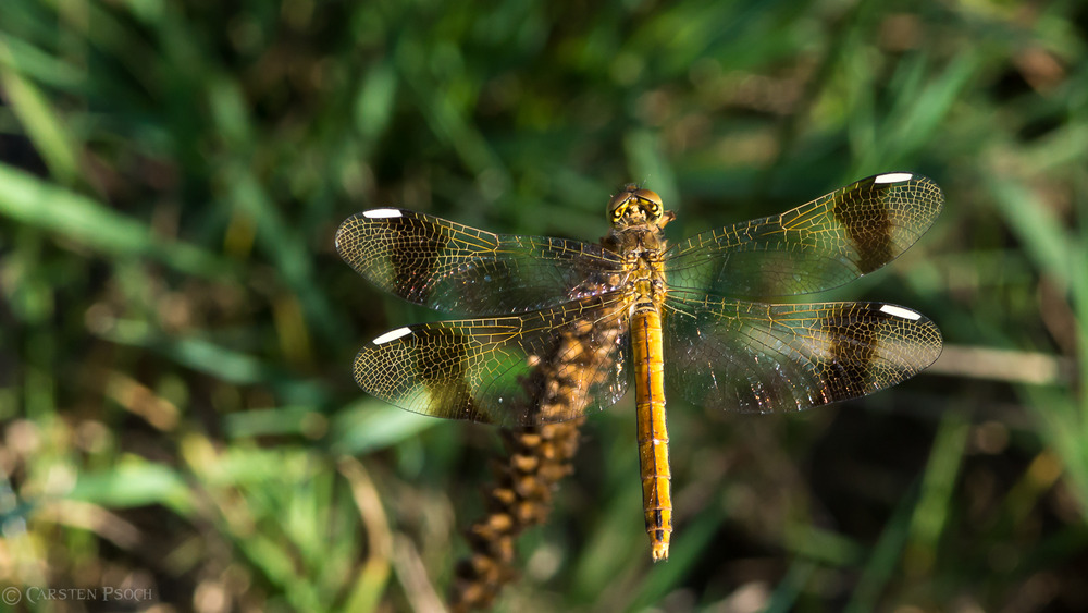 Gebänderte Heidelibelle / Sympetrum pedemontanum