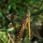 Gebänderte Heidelibelle / Sympetrum pedemontanum