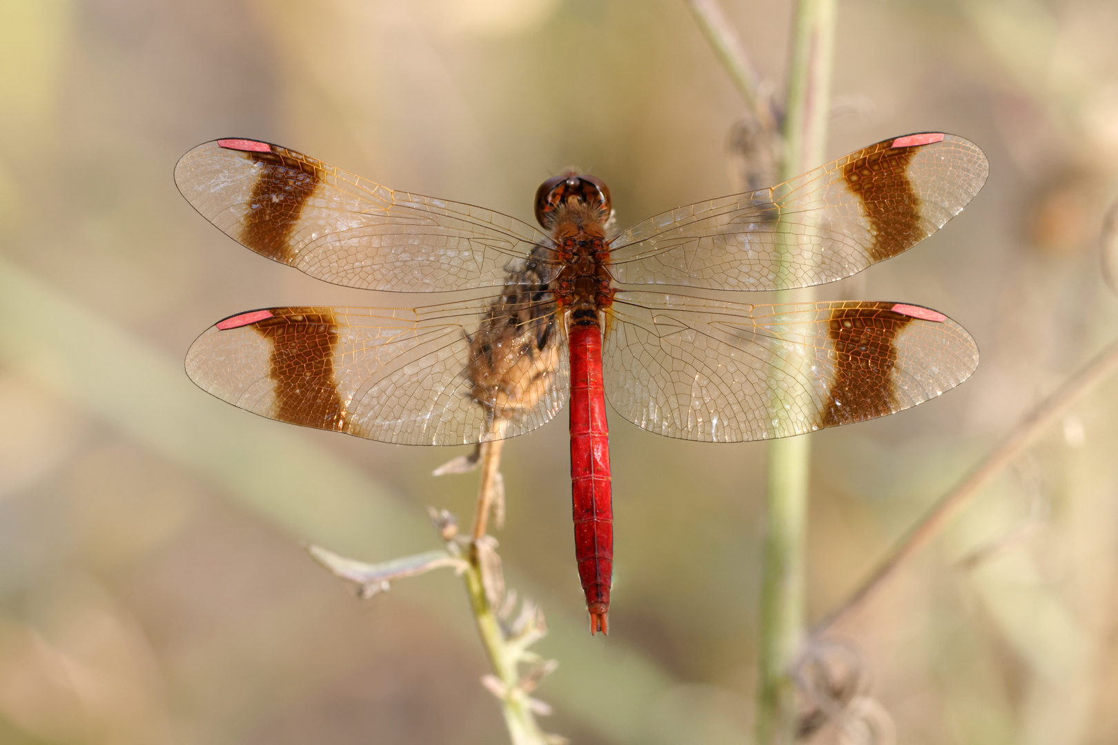 Gebänderte Heidelibelle (Sympetrum pedemontanum)