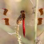 Gebänderte Heidelibelle (Sympetrum pedemontanum)