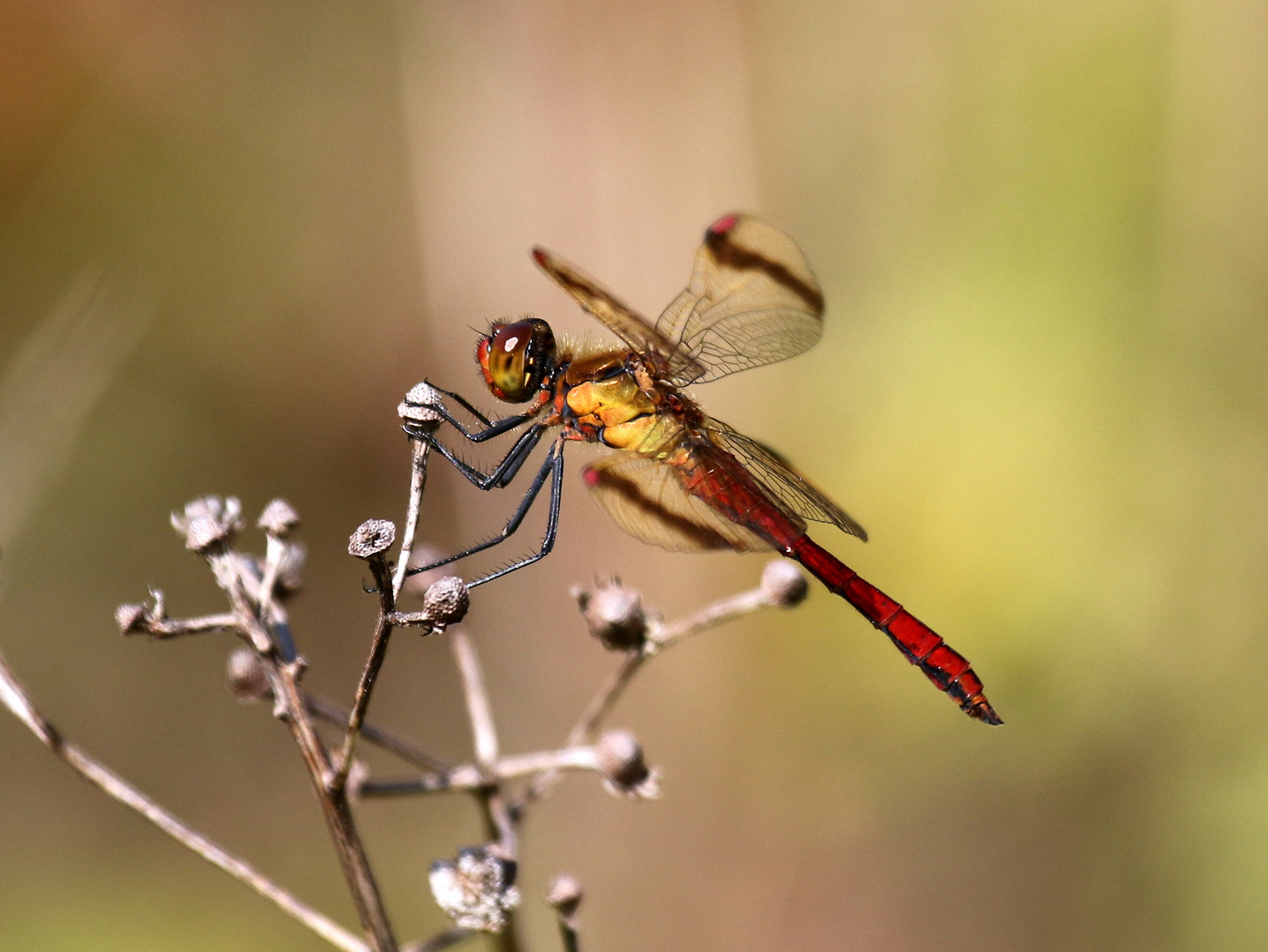 Gebänderte Heidelibelle, Sympetrum pedemontanum