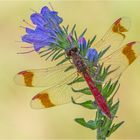 Gebänderte Heidelibelle (Sympetrum pedemontanum) M.