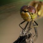 Gebänderte Heidelibelle / Sympetrum pedemontanum Mänchen