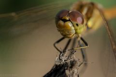 Gebänderte Heidelibelle / Sympetrum pedemontanum Mänchen