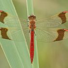 Gebänderte Heidelibelle (Sympetrum pedemontanum), Männchen 2018