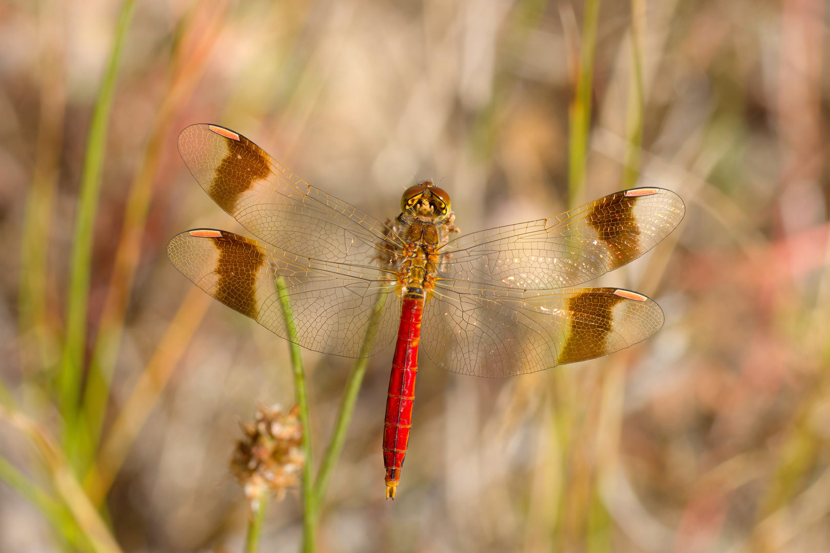 Gebänderte Heidelibelle (Sympetrum pedemontanum)  - Männchen