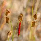 Gebänderte Heidelibelle (Sympetrum pedemontanum)  - Männchen