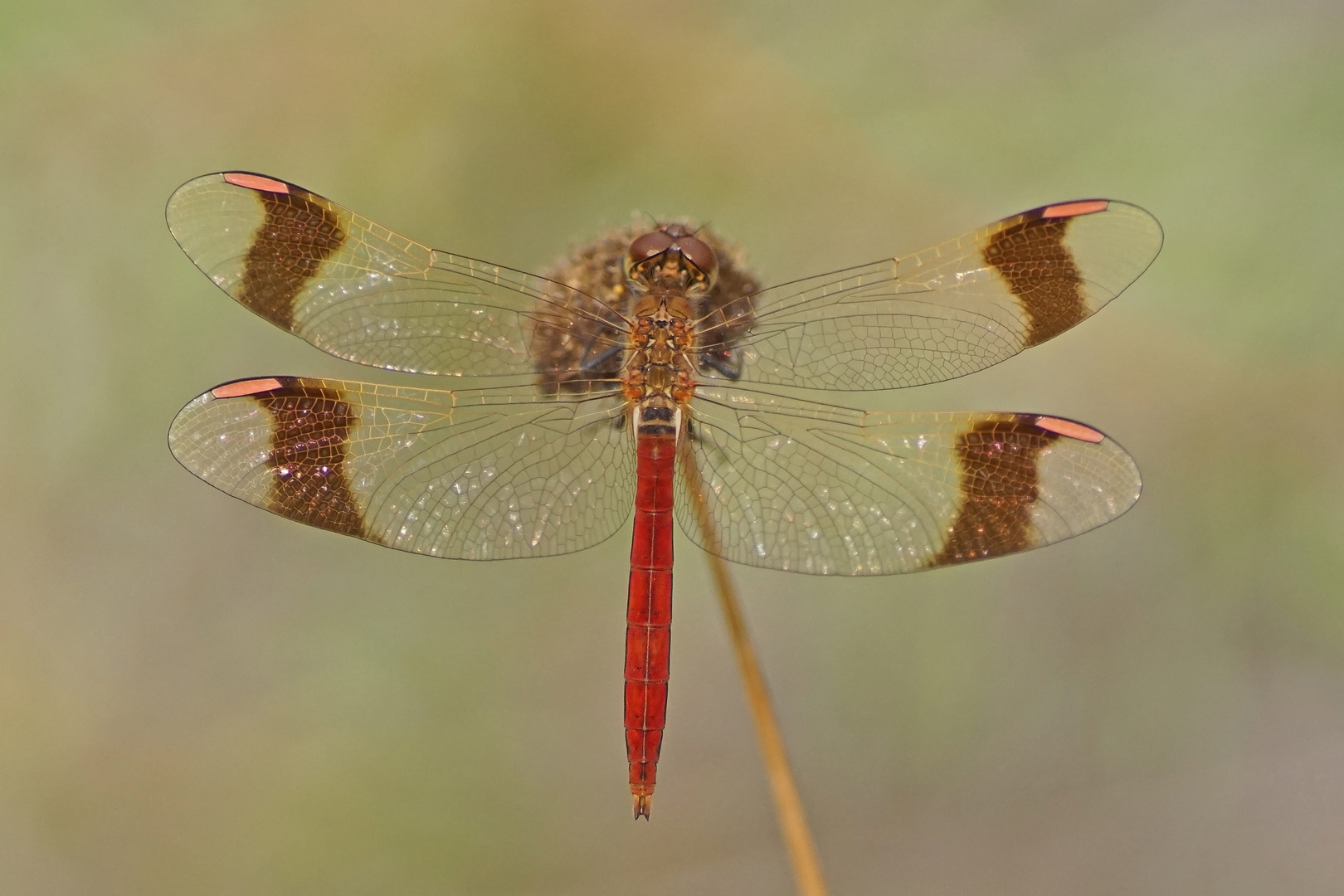 Gebänderte Heidelibelle (Sympetrum pedemontanum), Männchen