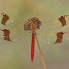 Gebänderte Heidelibelle (Sympetrum pedemontanum), Männchen