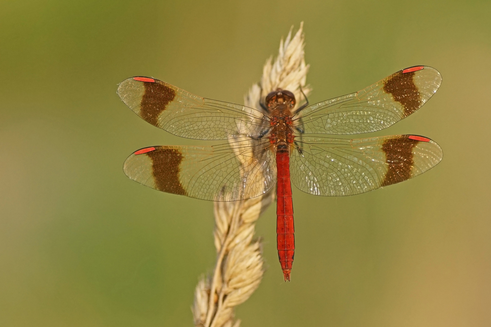 Gebänderte Heidelibelle (Sympetrum pedemontanum), Männchen