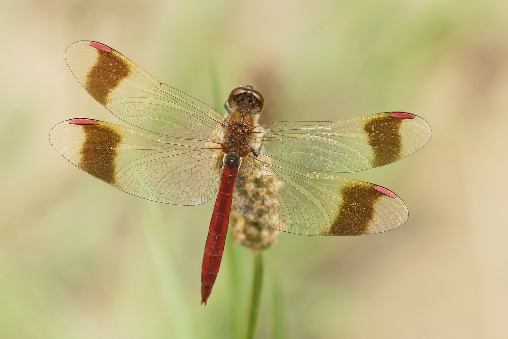 Gebänderte Heidelibelle (Sympetrum pedemontanum), Männchen